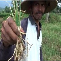 Salah seorang petani bawang menunjukan tanaman bawangnya yang rusak akibat cuaca buruk.